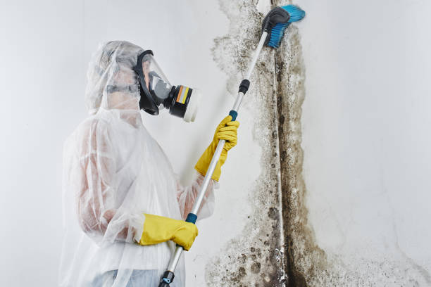 Professional Mold Removal & Remediation in Wilton Center, CT